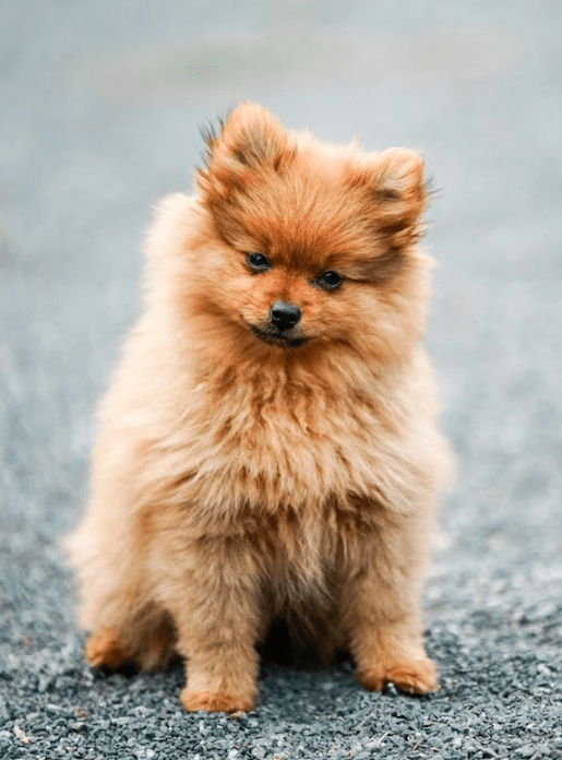 A Dog Image from the Grid